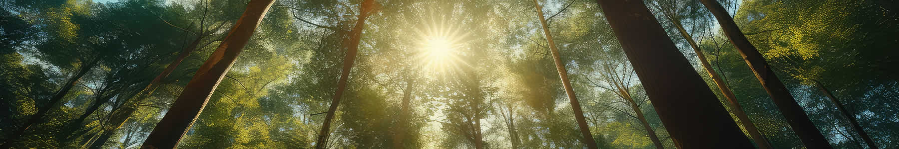 Get information about psychotherapy services from Obaar Counseling & Consulting in Moorhead, Minnesota.