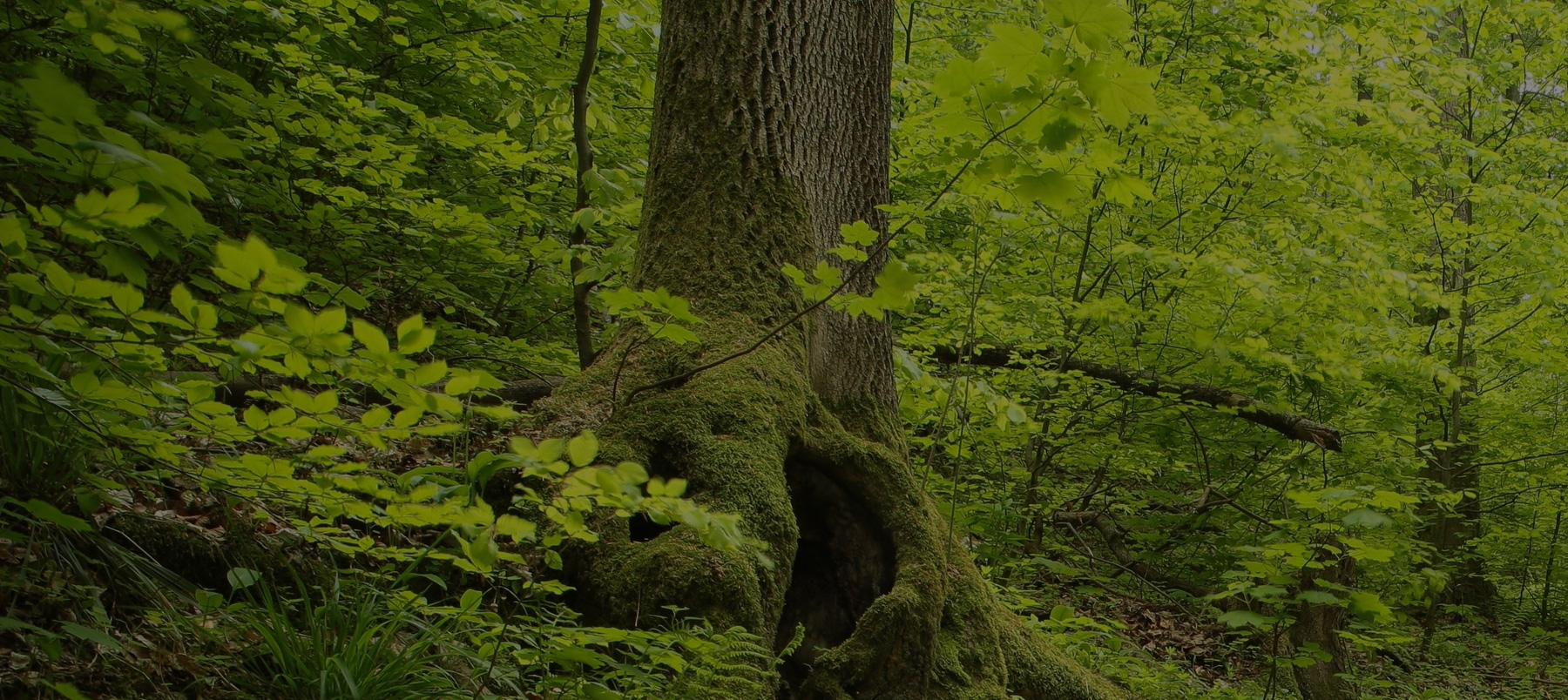 Home Page Header Image One